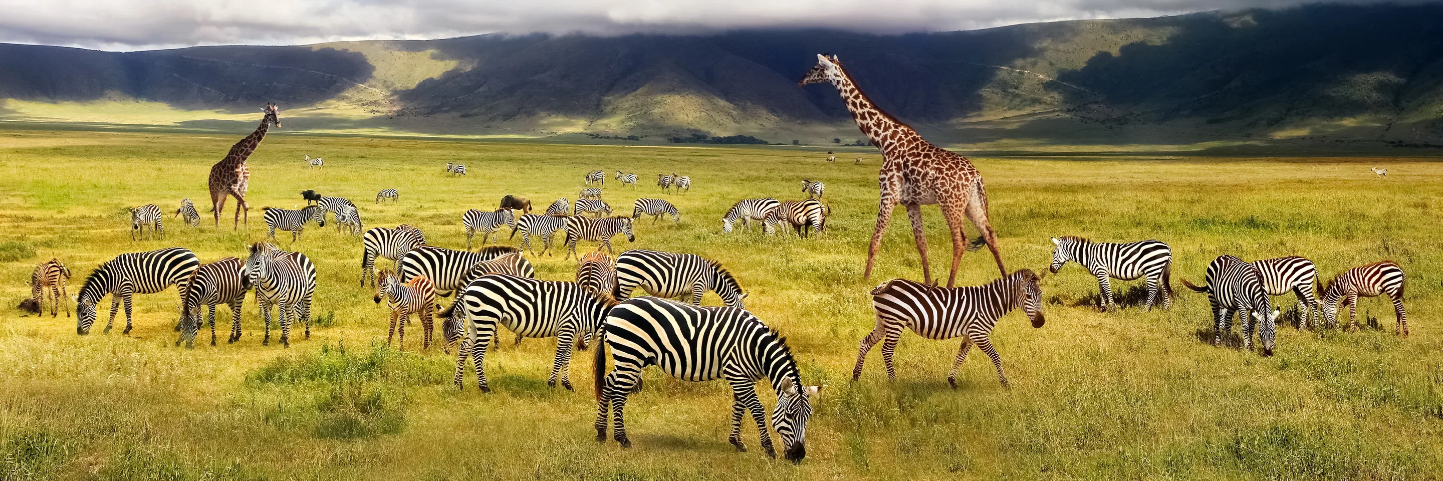 Safari Adventure